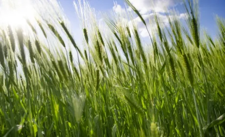 Corteva Agriscience запускає Inatreq™ Active для зернових в Європі