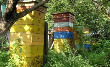 Українські селекціонери вивели нову породу бджіл