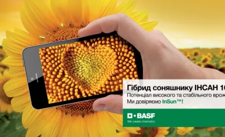 BASF виводить на ринок перший гібрид соняшника традиційної системи вирощування