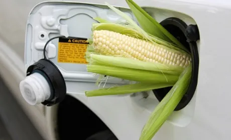 ALFA Smart Agro отримала сертификат ISCC для постачання в ЄС кукурудзи та ріпаку
