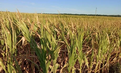 Ріпаку цього року не буде, а кукурудза слабка, — Укргідрометцентр