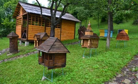 В Україні створили першу пасіку з рідкісними автохтонними бджолами