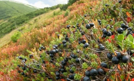 Вижити у горах: як фермер і винахідник роблять унікальну сушарку для ягід і фруктів
