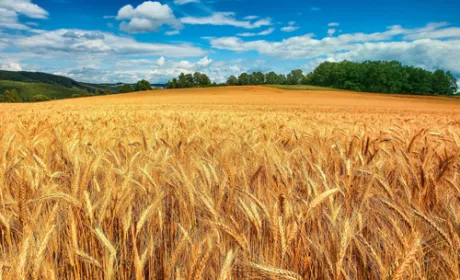 Як будуть продавати та купувати землю: новий законопроект