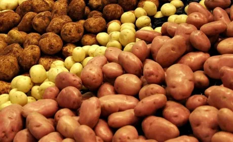 Експерт пояснив, чому українська картопля дорожча, ніж закордонна