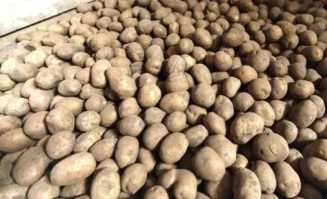 У фермерів є шанс продати картоплю