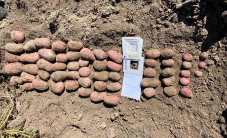 Українські селекціонери створили новий сорт картоплі