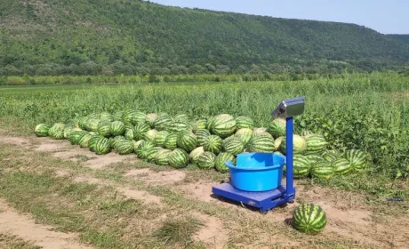 На Прикарпатті експериментують з кавунами