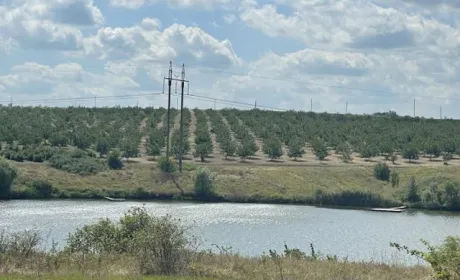На Кіровоградщині продається горіховий сад