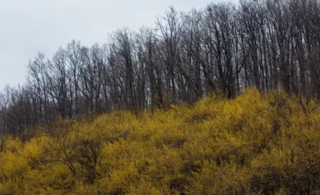 На околицях Виноградова розквітла найстаріша в Україні плантація кизилу