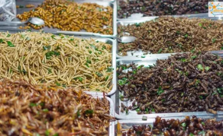 Швеція дозволила продаж комах у продуктових магазинах
