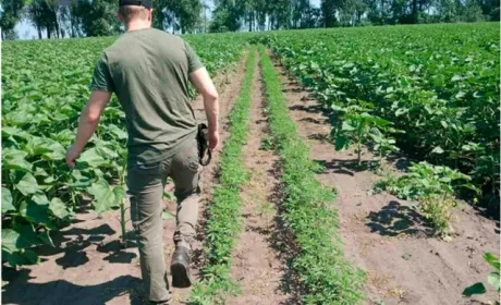 На Миргородщині поліція зібрала із соняшникового поля близько 5 тисяч кущів конопель