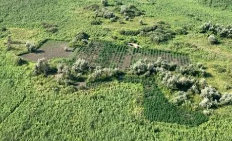 Правоохоронці вилучили посів конопель вартістю 2 млн дол
