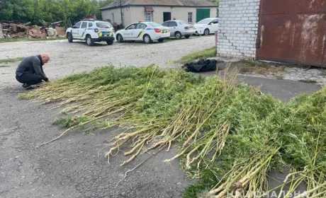 На Дніпропетровщині на території приватного товариства росло понад тисячу кущів конопель