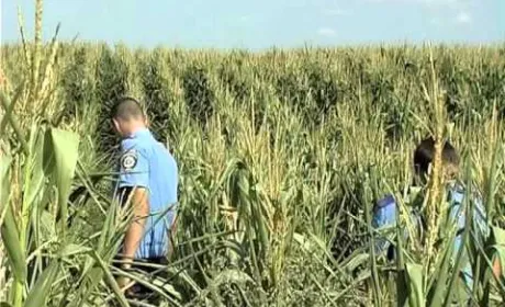 На Рівненщині фермери виростили елітну коноплю в кукурудзі
