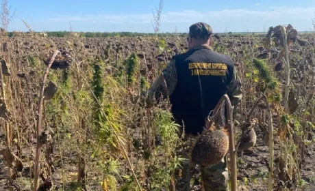 На Дніпропетровщині посеред соняшникового поля знайшли найбільшу плантацію конопель