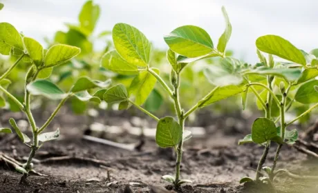 Corteva Agriscience та Symborg оголосили про угоду по азотфіксуючому продукту на основі мікробів