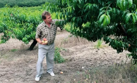 Як окупанти забирають у кримських фермерів права на землю