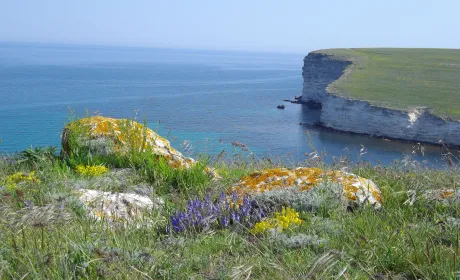 Росія використає землі окупованного Криму під вирощування трав для Китаю