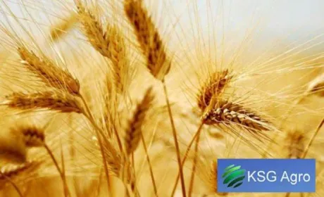 Агрохолдинг KSG Agro збільшив земельний банк майже до 24 тис. га