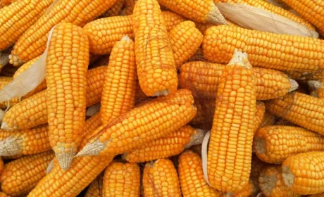 Валовий збір української кукурудзи досяг майже 23 млн тонн