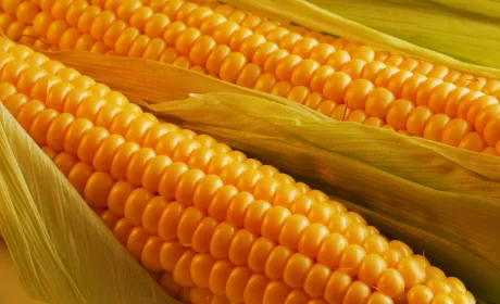 Внутрішній попит на кукурудзу в Україні становить всього 30%