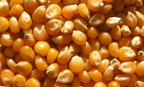 Агролайфхак: на що звернути увагу при виборі насіння кукурудзи