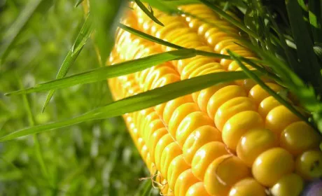 У короткостроковій перспективі можливе зниження світових цін на кукурудзу