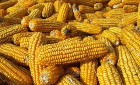 Кукурудза все ще лідирує серед експорту агропродукції