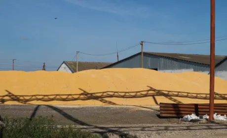 Ціни на українську кукурудзу стабілізувалися після періоду зростання