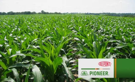 Фермери зацікавлені в кукурудзі з передової генетикою, - DuPont Pionner