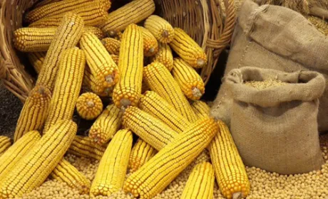 Рекордний експорт української кукурудзи поки оцінюється в 26.2 млн тон - ІА «АПК-Інформ»
