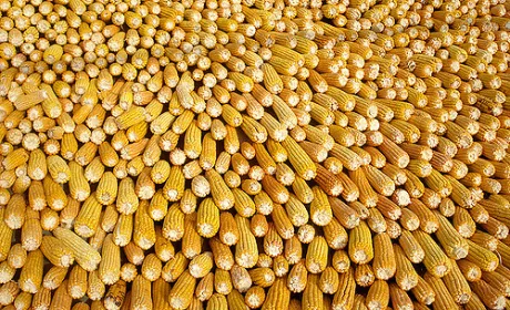 Україна – єдина продовжує поставки кукурудзи в Єгипет