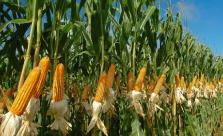 Компанія Agritel прогнозує урожай кукурудзи в Україні на рівні 30,3 млн т
