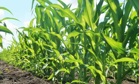 На Чернігівщині засіяли кукурудзою пам'ятку археології