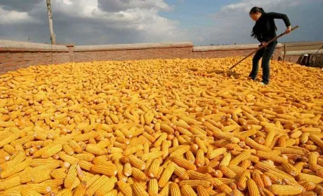 Китай майже припинив купівлю української кукурудзи