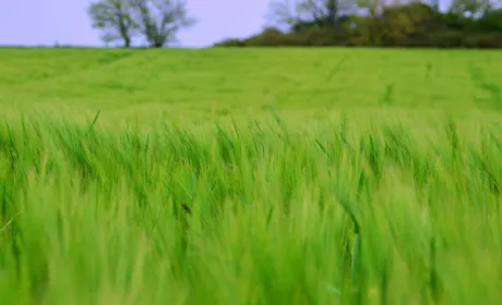 AgroGeneration продала активи в Сумській області вартістю близько €25 млн