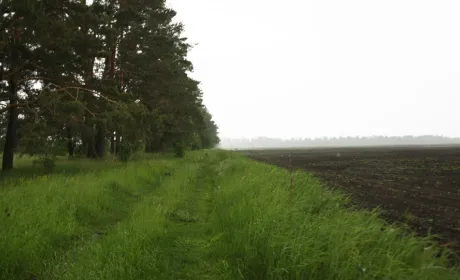 В Донецькій області візьмуть на облік всі землі та лісосмуги