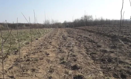 На Буковині закладено нові плантації горіхів