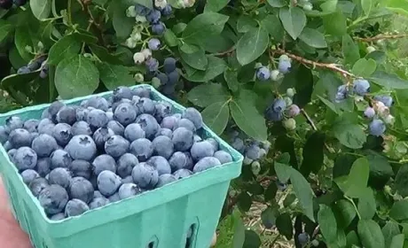 Україна не має стратегічних переваг на ринку лохини, - економіст FAO