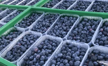 BigBlue Organic Blueberry Farm вже цього сезону вийде на ринок Скандинавії