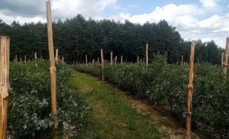 Лохина може плодоносити майже до ста років