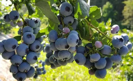 Львівщина розширює площі під органічною лохиною