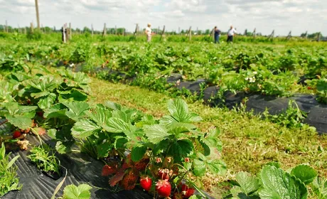 На Волині планують розвивати ягідний бізнес