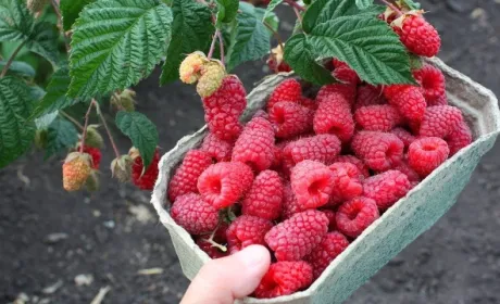 Рання малина вже у продажу: ціни шокують