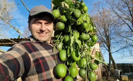 На Харківщині вродила маракуйя