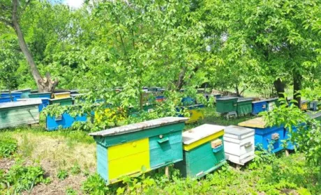 Перший мед на Кіровоградщині не збиратимуть