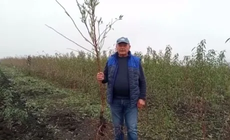 В Україні почали висаджувати перші промислові мигдалеві сади