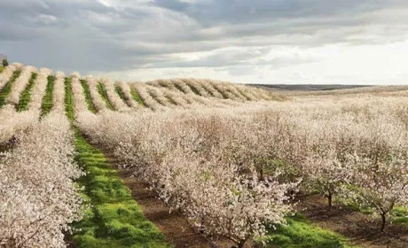 Через посуху в Каліфорнії садівники вирубують мигдальні плантації