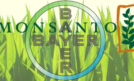 В Індії широко обговорюється альянс Monsanto і Bayer